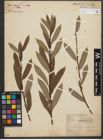 Foto von Salix triandra L.